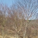 청단풍