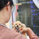 나나펫살롱 이미지