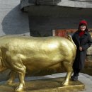 황금돼지 이미지