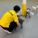 옐레드 애견유치원 & 애견호텔 진주초전점 | 진주애견유치원 애견호텔 진주강아지유치원 : 옐레드 진주초전점 / 비용