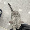 야옹아 놀자 경주점 네이버블로그