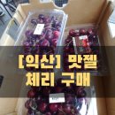 [익산] 맛젤영농조합법인 :: 체리 구매