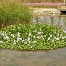 8월 15일의 꽃은 '부레옥잠 (Floating water hyacinth)' 이미지