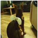 고로고로펫 이미지