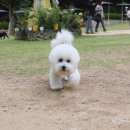 컨트리애견 이미지