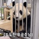 처음보는 낯가리는 푸바오...gif 이미지