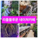 리틀 블루문 이미지