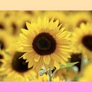 노화해바라기 이미지