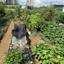 관리농장 | 인천 주말농장 비온 뒤 잡초관리와 작물 점검 후기