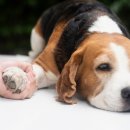 파크동물의료센터 이미지