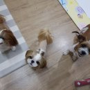 자두케이크