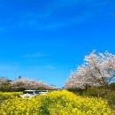 유채꽃길 | 제주 녹산로 벚꽃명소 유채꽃길 엄마랑 함께 했던 여행 후기