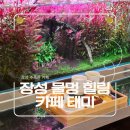 장성-13 | [장성 카페] 물멍하며 힐링하는 수족관 카페! 카페 태미 방문 후기💙