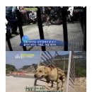 동물농장 이미지