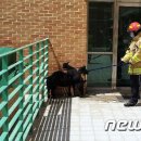 "주인 찾습니다" 울산 초등학교에 흑염소 3마리 출몰..포획 완료 이미지