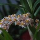 환타지아 이미지