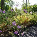 조말생 신도비 이미지