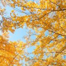 은행나무길 대여소 이미지