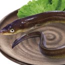 바다장어 이미지