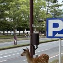 선유4리 도시계획도로 입구 | 사슴과 사람이 함께 걷는 도시, 일본 나라 방문 후기