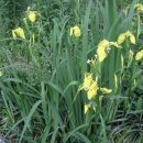 장미농원 이미지