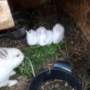 섬강농원 이미지