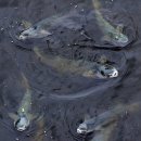 안산천1 이미지