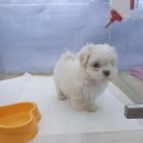 멍멍클럽 이미지