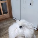 퍼피트레이더스