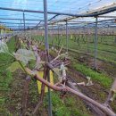 진일농장 이미지