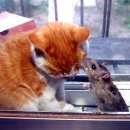 기막힌 동거 이미지