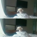 채우리네