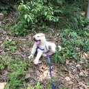 무봉농장 | 여름에 다녀온 안성 풍산개 체험 농장 런치 피크닉 솔직 후기 / 안성 풍산개 마을