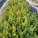 영중농장 이미지