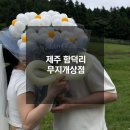 무지개상점 | W4. 제주 웨딩스냅 무지개상점 인 제주 부케 풍선 촬영 후기