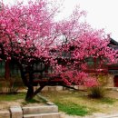 현상언「홍매」 이미지