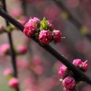 꽃봉우리 이미지