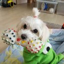 굿바이펫 이미지