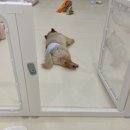 유성애견호텔 이미지