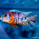Aulonocara marmelade cat OB [Orange Blotch] 이미지