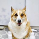 A0177 | [펫라움] 릴리프 워터리스 샴푸와 릴리프 샴푸! 데일리 강아지워터리스 샴푸 추천! 펫라움 강아지샴푸로...