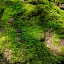 휴양림길 이미지