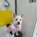 강남언니애견미용호텔 이미지