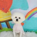 포미펫샵 이미지