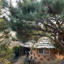 닭두꺼비 이미지