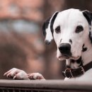 달마시안 이미지