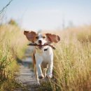 더 건강한 동물병원 이미지