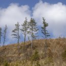 하늘과 소나무 이미지