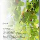 토불