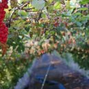 현영농장 이미지